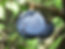 Sloe Gins