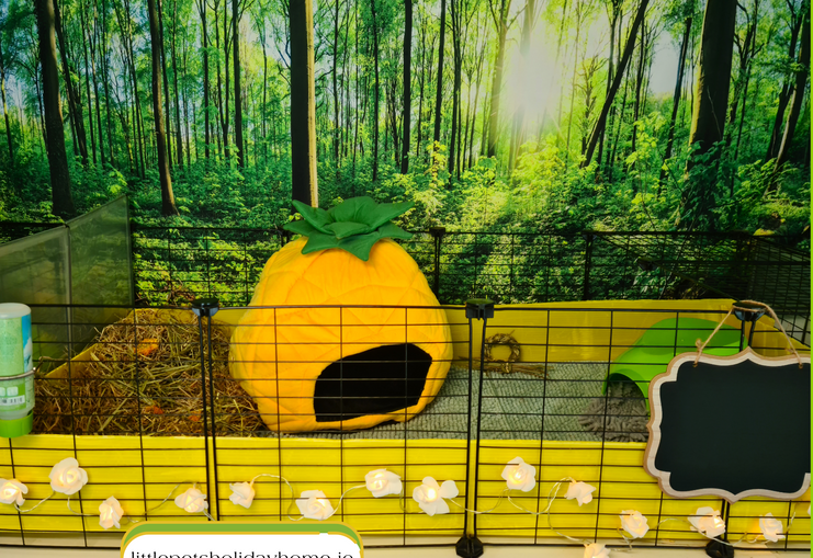 Home Small Animal Boarding Holiday Celbridge Kildare Dublin