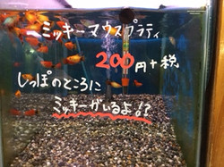 ミッキーマウスプラティ