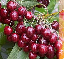 Cliegia ferrovia di Turi