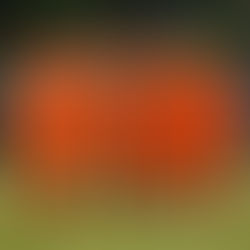 Geißkatzen weiterhin ungeschlagen