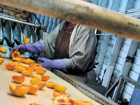 Από 33 μέχρι και 40+ η τιμή στο συμπύρηνο. Προκαταβολές δίνει η 'Παυλίδης' στην Πέλλα