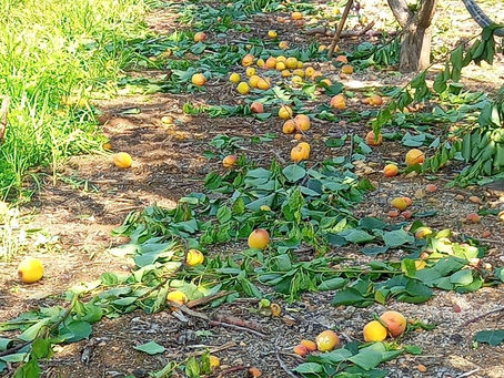 Καταστροφή και σε πρώιμα βερίκοκα από τις βροχές. Ανάγκη άμεσης καταγραφής των ζημιών