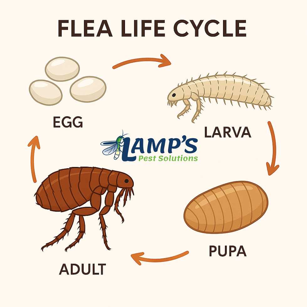 Flea life cycle diagram with eggs, larva, pupa, and adult stages. Arrows show progression. "Lamp’s Pest Solutions" logo included.