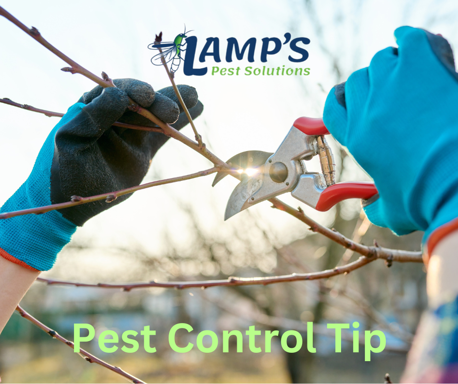 Keep Pests at Bay with Simple Landscaping Tips from Lamp's Pest Solutions