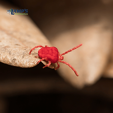 Close up of a mite in Lexington SC Lamp's Pest Solutions