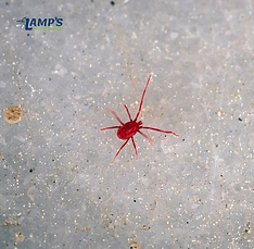 Close up of a red bug in Lexington SC Lamp's Pest Solutions.png