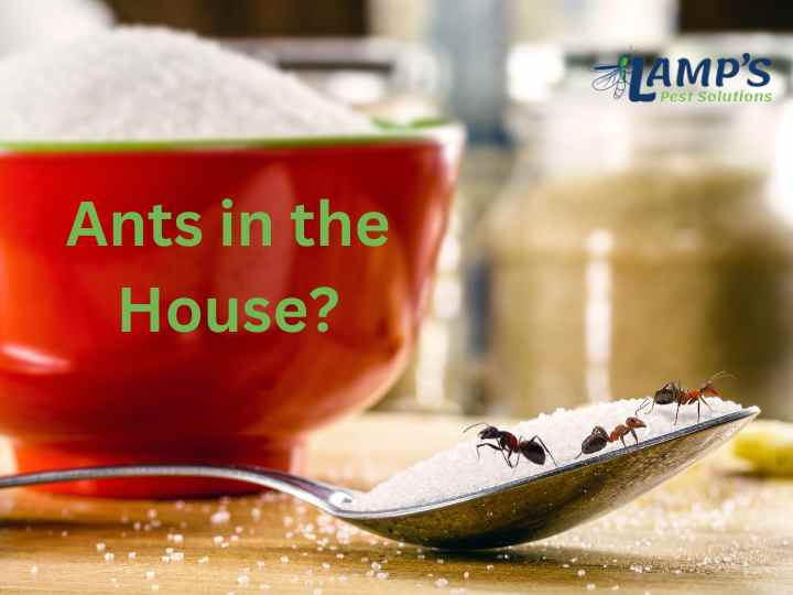 Why Ants Might Invade Your Lexington, SC Home and How to Keep Them Out