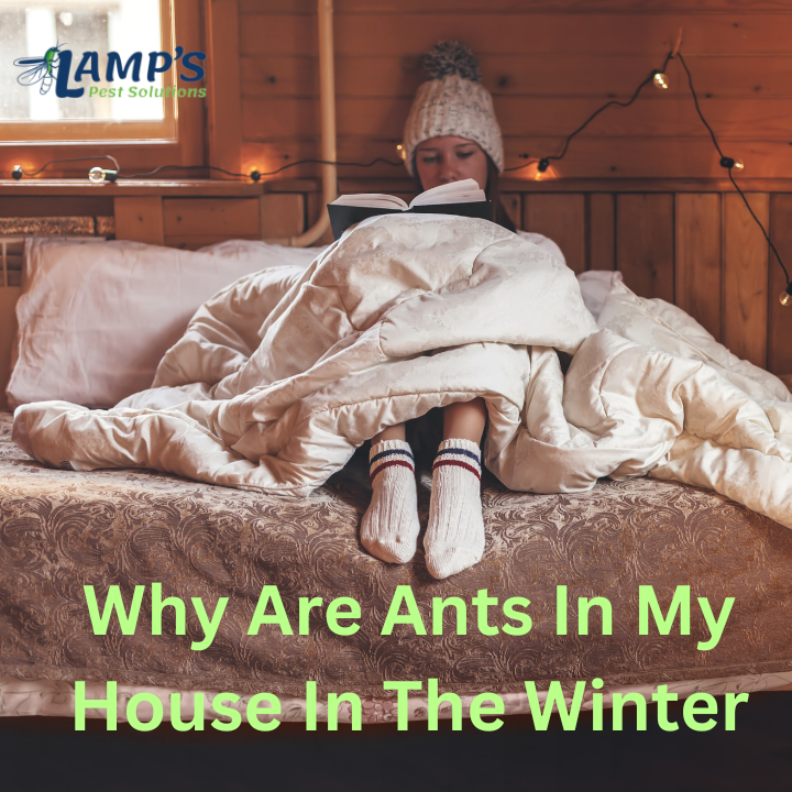 Why Are Ants in My House in Winter? Insights from Lamp's Pest Solutions