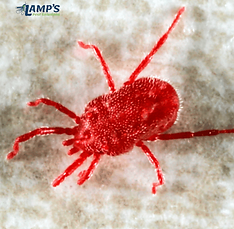 enlarged image of a mite in Lexington SC Lamp's Pest Solutions