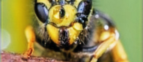 Yellow jacket and wasp removal service in Lexington SC by Lamp’s Pest Solutions.