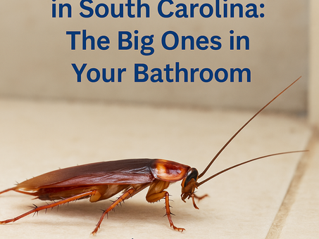 🪳 American Cockroaches in South Carolina: The Big Ones in Your Bathroom