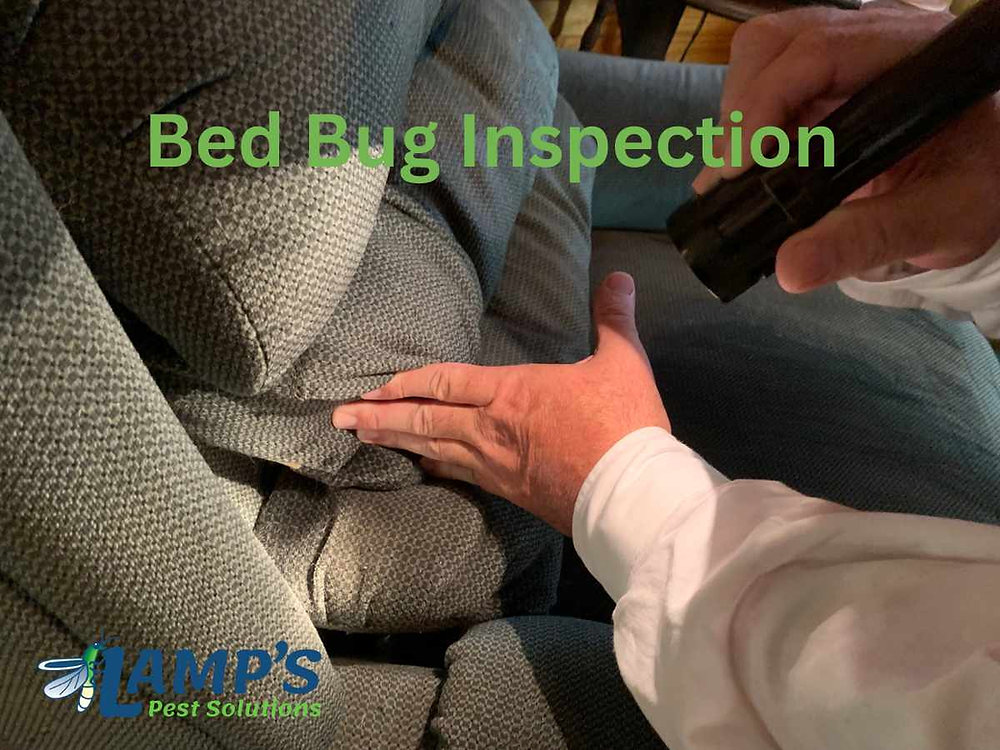 Affordable and Effective Bed Bug Treatment Discover the Lamp's Pest