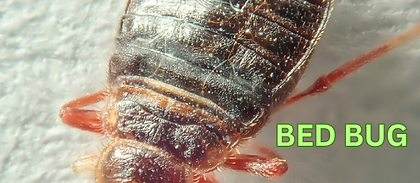 Bed bug extermination service in Lexington SC performed by Lamp’s Pest Solutions.