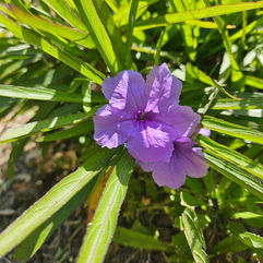 Spring flowers in bloom with vibrant colors and garden plants on Padre Island by Melissa Mitchell Art & Design