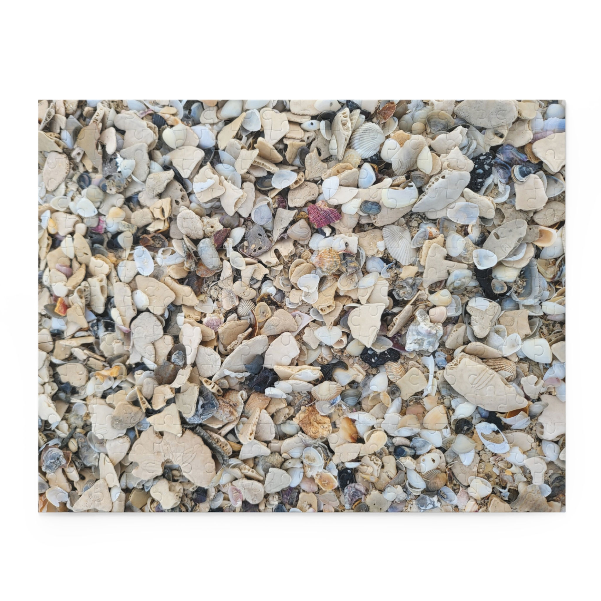 Seashell Shards Puzzle — Challenging Padre Island Jigsaw