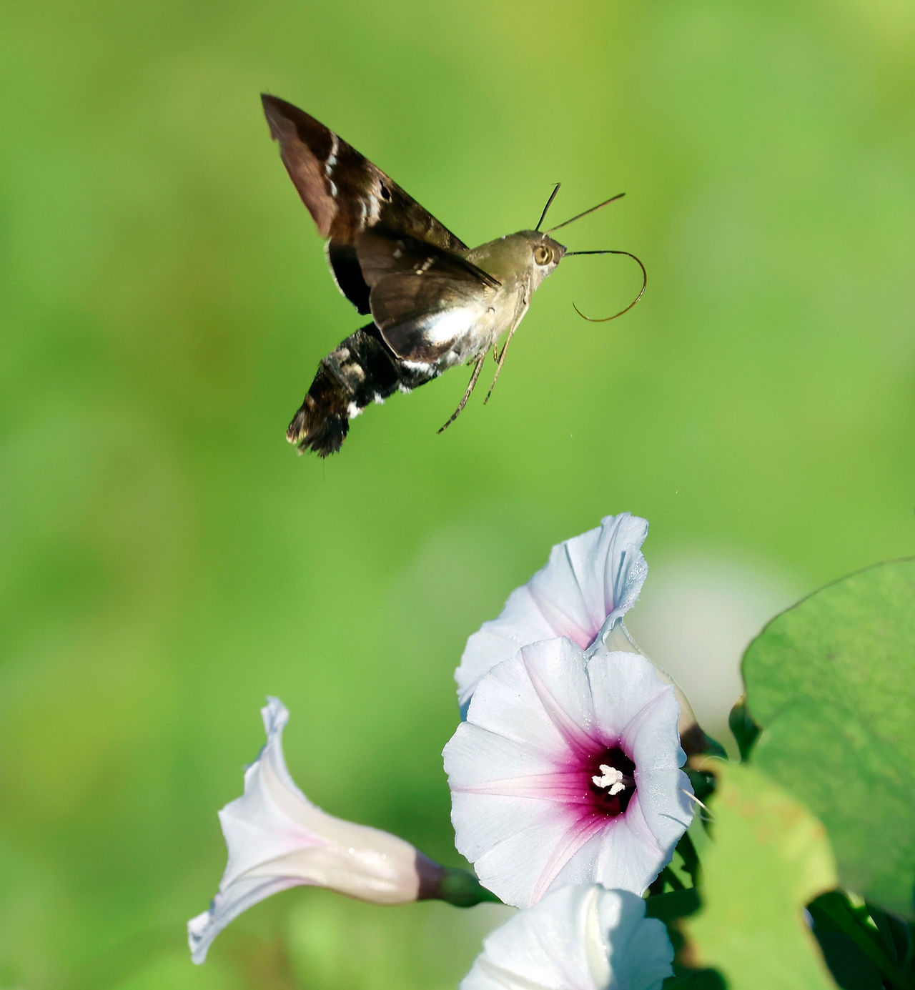 Hummingbird Moth close-up wildlife photographs by David Sikes featuring insects and native plants.