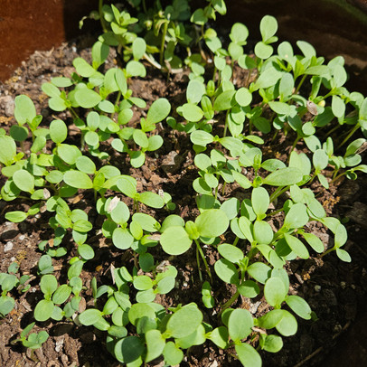 Young wildflower plants growing closely together in early stages of spring growth by Melissa Mitchell Art & Design