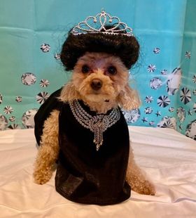 A dog in a Breakfast at Tiffany's costume for the Prancing Paws Howloween Costume Contest