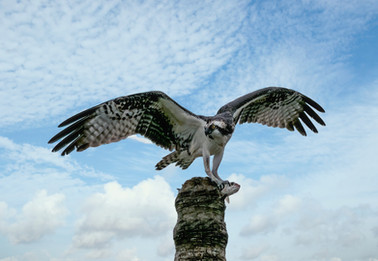 Selection of South Texas wildlife photographs by David Sikes - Osprey with fish
