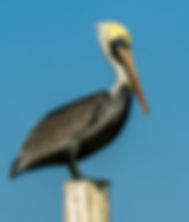 Perfect Mature Brown Pelican on post vertical-denoise-standard.jpg
