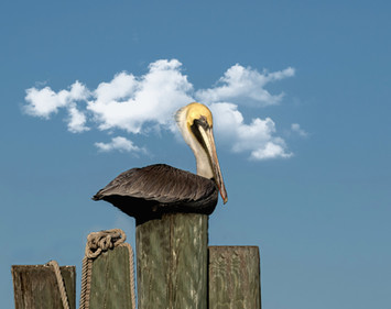 Selection of South Texas wildlife photographs by David Sikes - Brown Pelcan