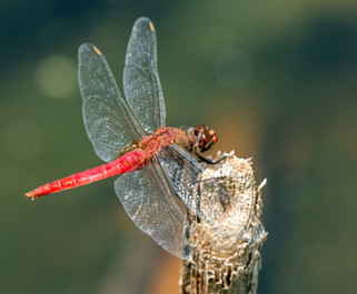 close-up wildlife photographs by David Sikes featuring insects and native plants.