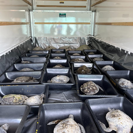 Cold-stunned sea turtles being carefully transported in individual bins to the Texas SeaLife Center for emergency care during cold weather conditions.