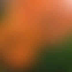 Spring flowers in bloom with vibrant colors and garden plants on Padre Island by Melissa Mitchell Art & Design