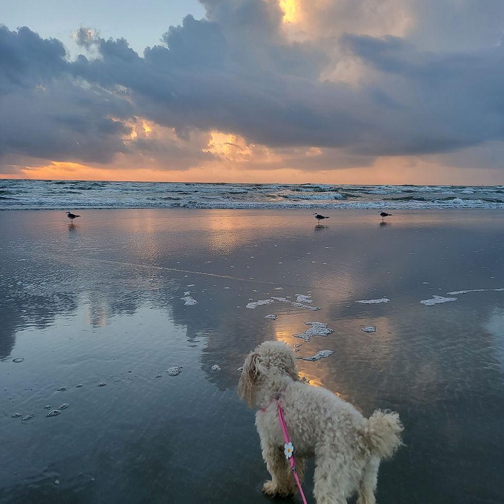 image of dog enjoying morning beach walk and bird watching