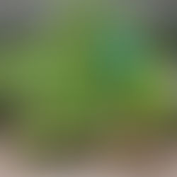 Raised herb garden created from a repurposed fire pit with fresh green plants growing by Melissa Mitchell Art & Desgin