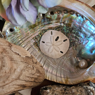Sand dollar resting in abalone shell with driftwood and coastal décor details in home- styling by Melissa Mitchell Art & Design