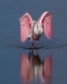 Selection of South Texas wildlife photographs by David Sikes - Roseate Spoonbill