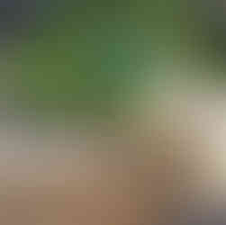 Raised herb garden created from a repurposed fire pit with fresh green plants growing by Melissa Mitchell Art & Design