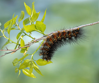 Close-up wildlife photographs by David Sikes featuring insects and native plants.