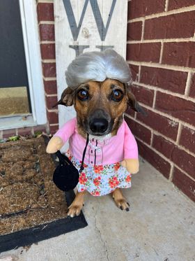 A dog in a granny costume dressed for Halloween for the Prancing Paws context complete with a wig!