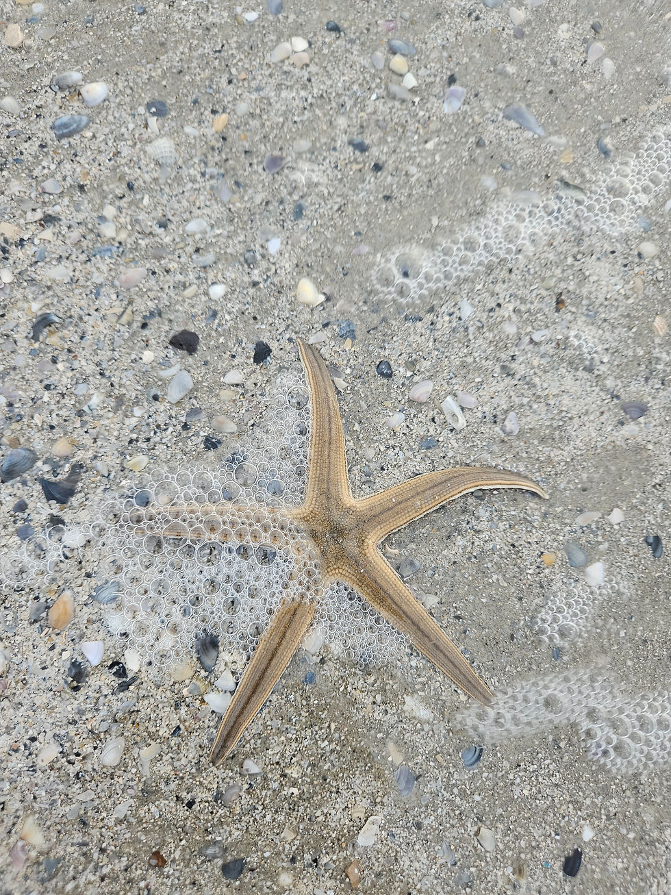 Padre Island Starfish inching back toward the water after being gently washed ashore by a wave