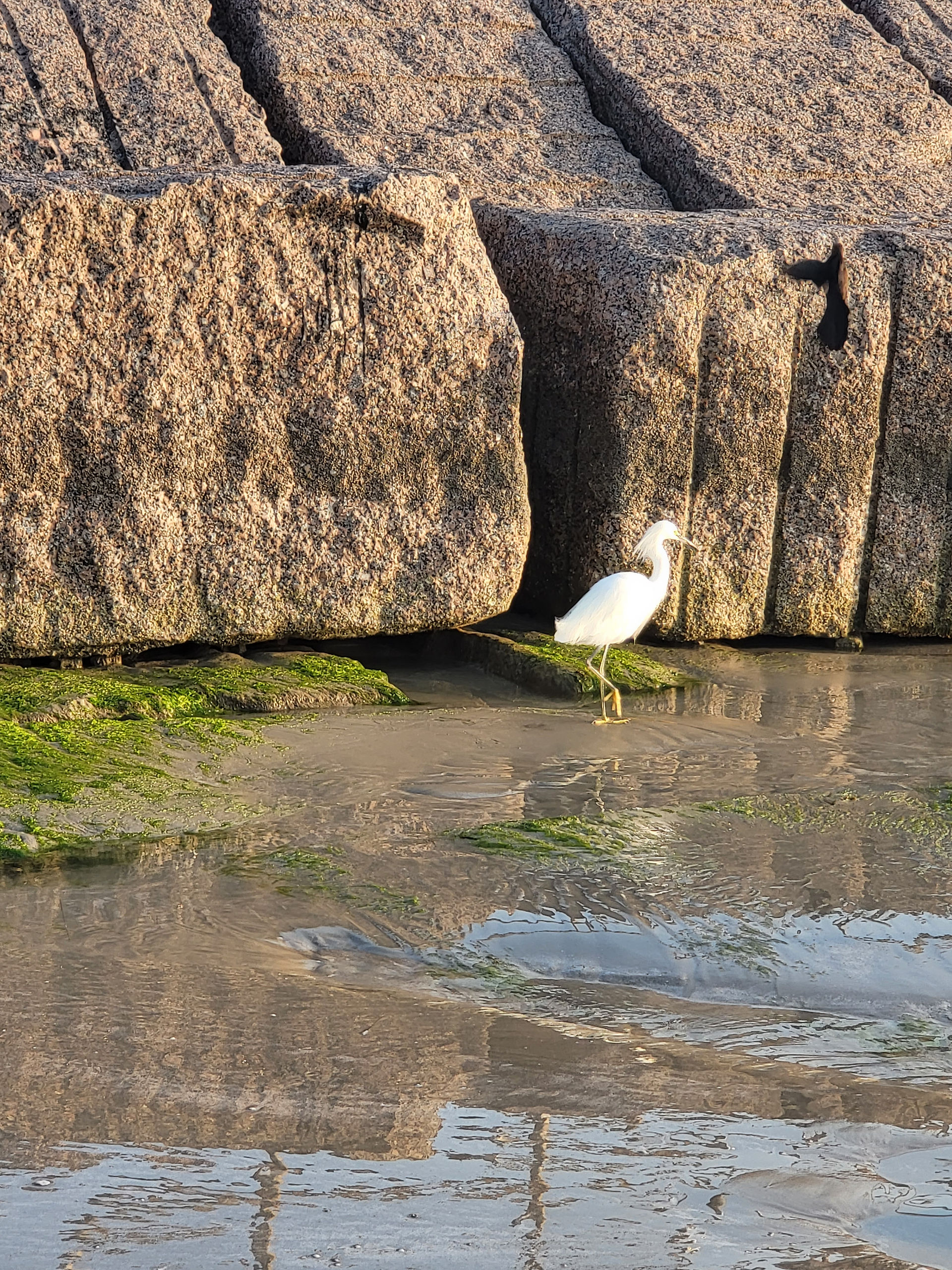 White egret wading in shallow Gulf of America waters on Padre Island during extended spring daylight. Photo by Melissa Mitchell Art & Design