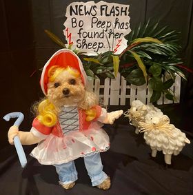A dog in a Little Bo Peep costume for the Prancing Paws Howloween Costume Contest