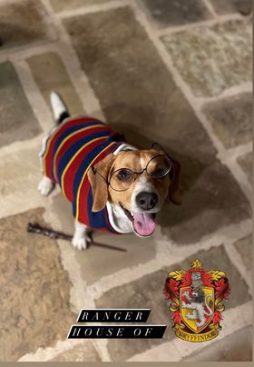 A dog in a Harry Potter costume for the Prancing Paws Howloween Costume Contest