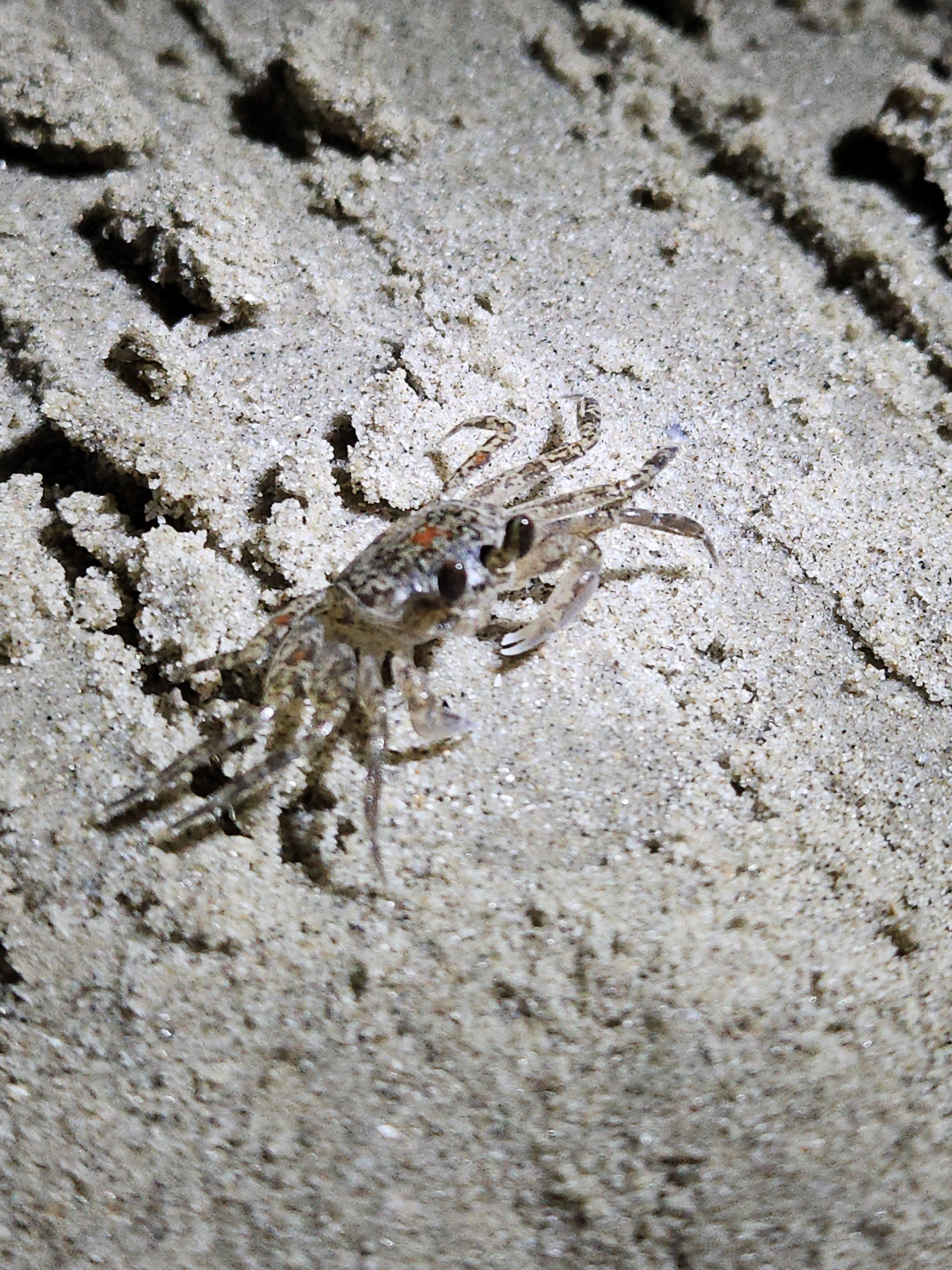 Tiny sand crab illuminated by flashlight on Whitecap Beach after dark by Melissa Mitchell