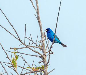 Selection of South Texas wildlife photographs by David Sikes - Indigo Bunting
