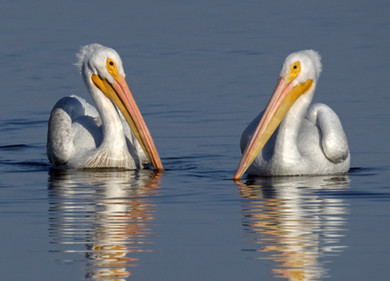 Selection of South Texas wildlife photographs by David Sikes - American white pelicans