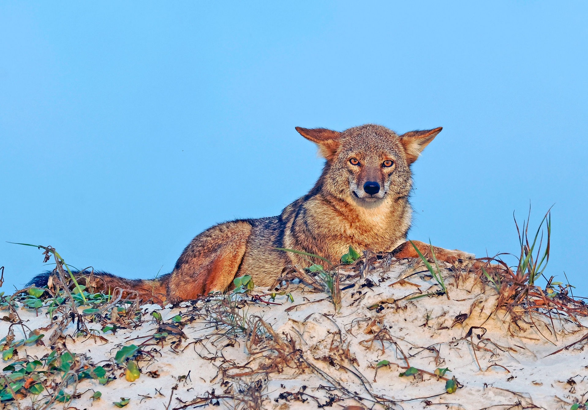 Coyote resting on the dunes of Padre Island National Seashore, photographed by David Sikes.