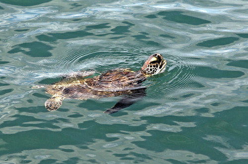 Sea turtle swimming in the Gulf waters off Padre Island, photographed by David Sikes.