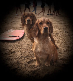 cocker spaniels
