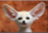 attentive.jpeg