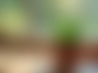 Beginner-Friendly Succulent Care Tips 🌵✨