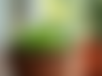 Basic Succulent Care Advice: Beginner's Guide to Succulent Care 🌵✨