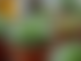 Top Succulent Care Tips for Beginners